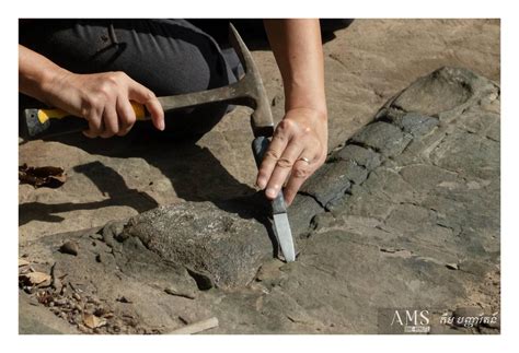 Koh Por Fossils are Probably Dinosaur Bones - Cambodia Expats Online: Forum | News | Information ...