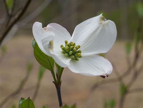 Flowering dogwood (Cornus florida) | Identify that Plant