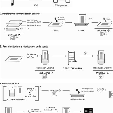 (PDF) Estandarización de un protocolo para Northern blot no radioactivo usado en la detección de ...