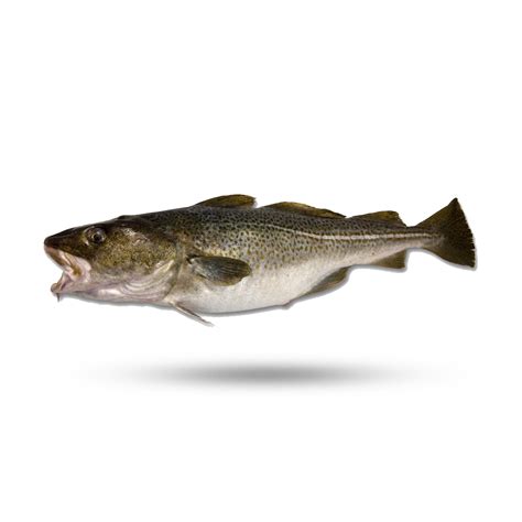 8+ Pacific Cod Fish - LuciannaRohaan