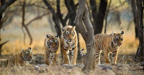 Which National Park Near Bangalore Is A House For Leopards - House Poster