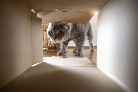 The 20 Best Cardboard Houses for Box-Loving Cats