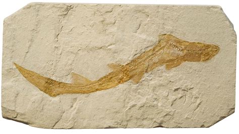 What's the Oldest Shark Fossil Ever Found? - A-Z Animals