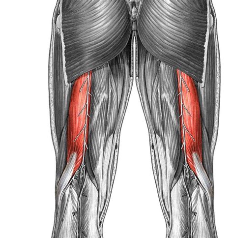 Biceps Femoral