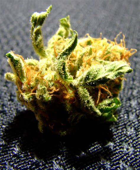 Strain-Gallery: AK-48 (Nirvana Seeds) PIC #11050955897471588 by GreenphoeniX