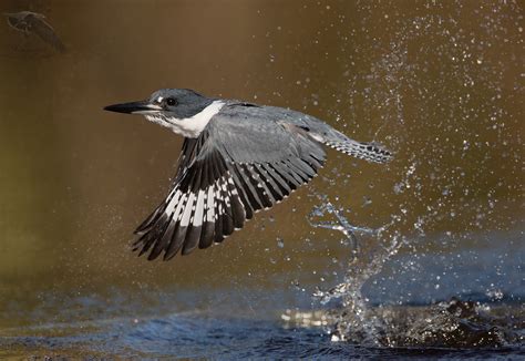 Belted Kingfisher - Whistling Wings Photography