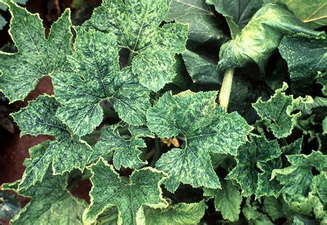 Virus Diseases of Cucurbits