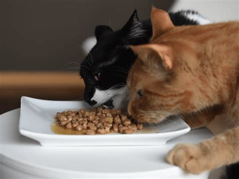 Freshpet Cat Food Reviews (Recalls, Pros And Cons) | Pawsome Kitty