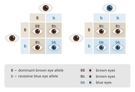 Very cool punnett square diagram to explain the inheritance of eye colour! Depending on the ...