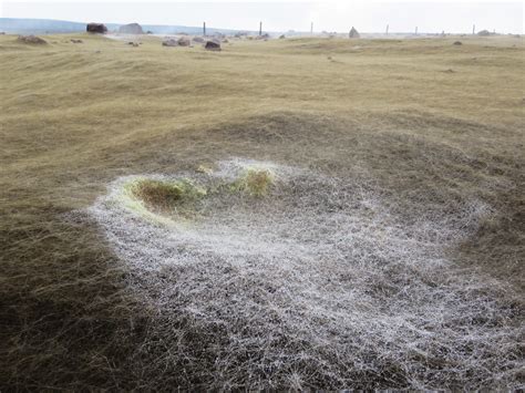 File:Fumarole and Pele's hair near the rim of Halemaumau Crater, 2017.jpg - Wikimedia Commons