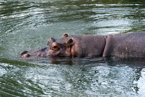 Hippopotamus swimming stock image. Image of safari, natural - 238572473