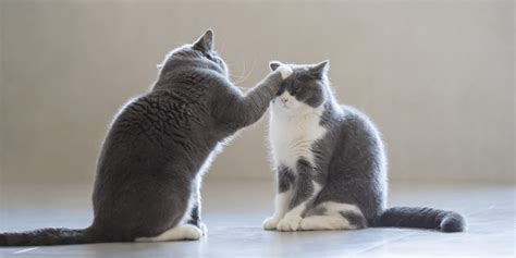 Why Do Cats Slap Each Other?