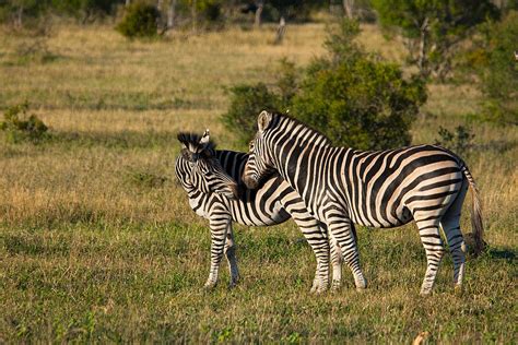 Zebra Kiss Photograph by Brian Knott Photography - Fine Art America