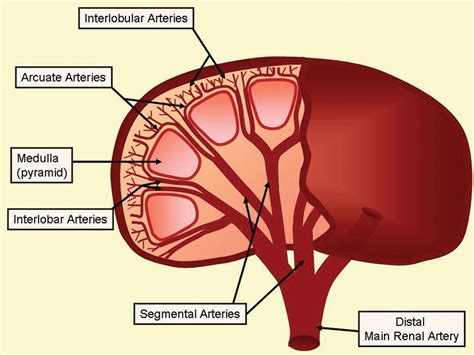 Renal Duplex Scanning | Thoracic Key