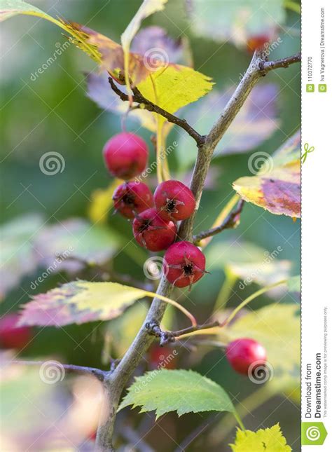 Crataegus Pinnatifida, Chinese Hawthorn Hawberry with Red Ripened ...