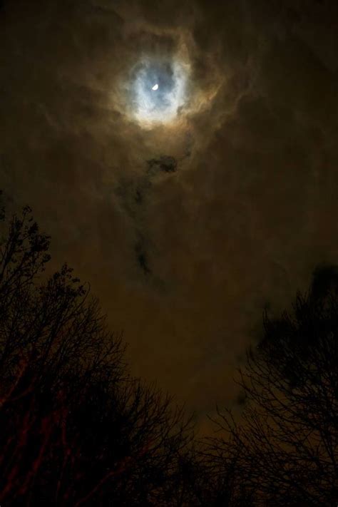 Forest under moonlight - Limited Edition of 10 Photograph