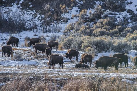 Wild Buffalo in winter - Yellowstone National Park — Stock Photo ...