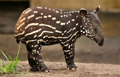 baby malayan tapir photo | One Big Photo