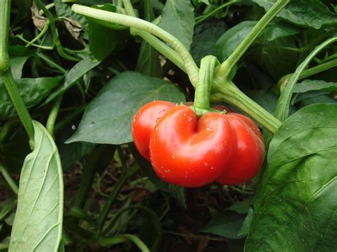 Helpful Tips for Growing Bell Peppers