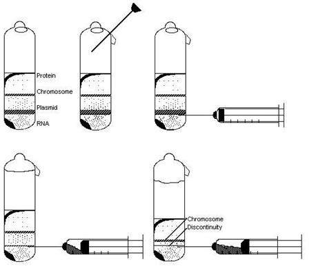 Difference Between Differential and Density Gradient Centrifugation ...