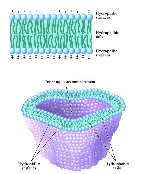 8.6: Lipids and Membranes - Biology LibreTexts