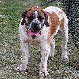 Male Boerboel Breeders | Exotic Boerboels