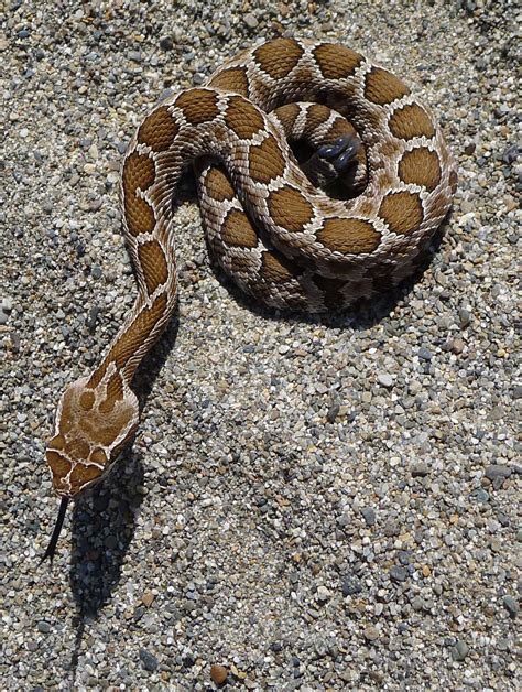 Eastern Washington rattlesnake pictures