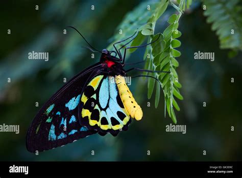 Richmond Birdwing butterfly Stock Photo - Alamy