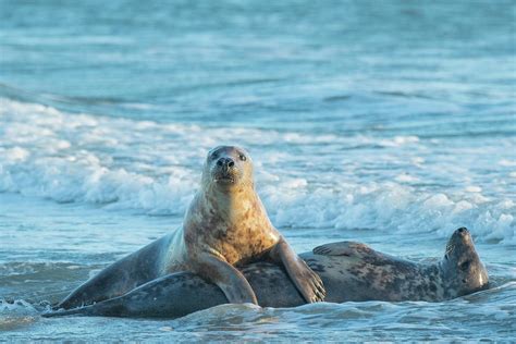 Grey Seal, Mating Behaviour, Heligoland, Germany Photograph by Edwin ...