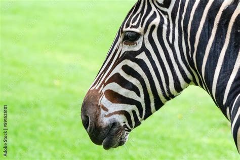 zebra head close up showing profile or side on face with eye, nostril ...