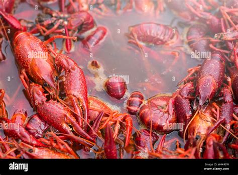 Spicy Crawfish Boiling in Pot Stock Photo - Alamy