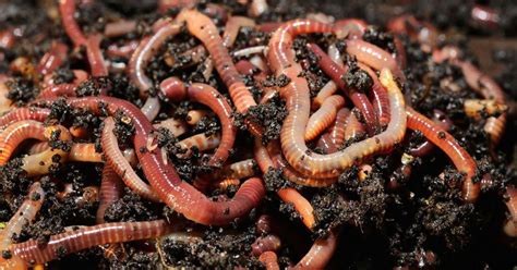 Facts About Worms - How Long They Live & Other Fun Facts