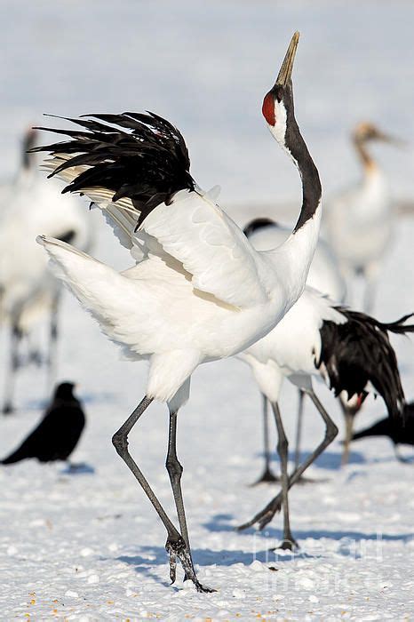 The red crowned crane is known for its elaborate dances with mating ...