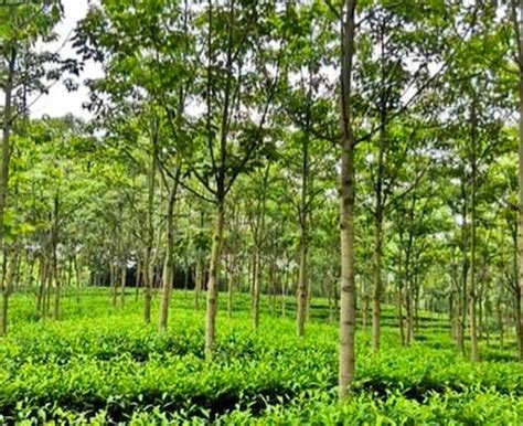 Agroforestry I: Principles and Practices (Coursera) | MOOC List