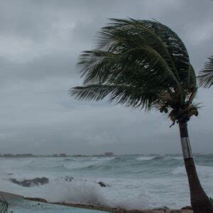 Palm tree with ocean in the background big waves from tropical storm ...