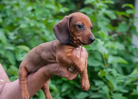 69+ Dachshund Puppies For Adoption Florida Image - Bleumoonproductions