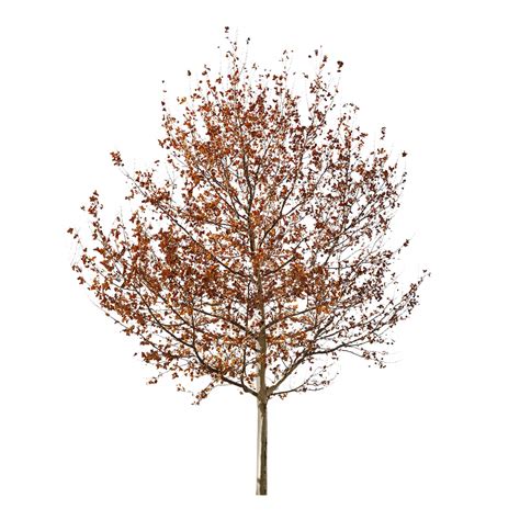 Árbol de otoño #Soyvisual