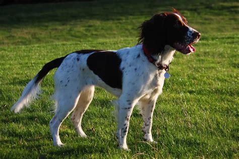 21 Popular English Springer Spaniel Mix Breeds (w/ Pictures)