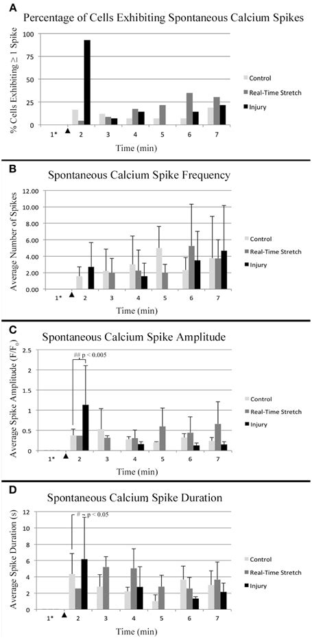 Frontiers | Developmental axon stretch stimulates neuron growth while ...