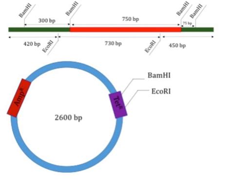 Solved BamHI BamHI BamHI BamHI 300 bp 750 bp 420 bp EcoRI | Chegg.com