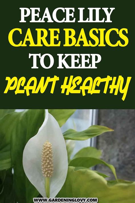 Peace Lily Care Basics to Keep Plant Healthy | Peace lily care, Peace ...