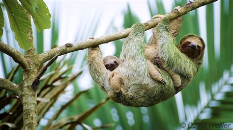 Mother Brown-Throated Sloth Lovingly Carries Her Baby as She Makes Her Way Across a Branch