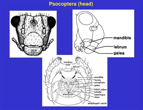 PPT - Order Psocoptera PowerPoint Presentation, free download - ID:4529794