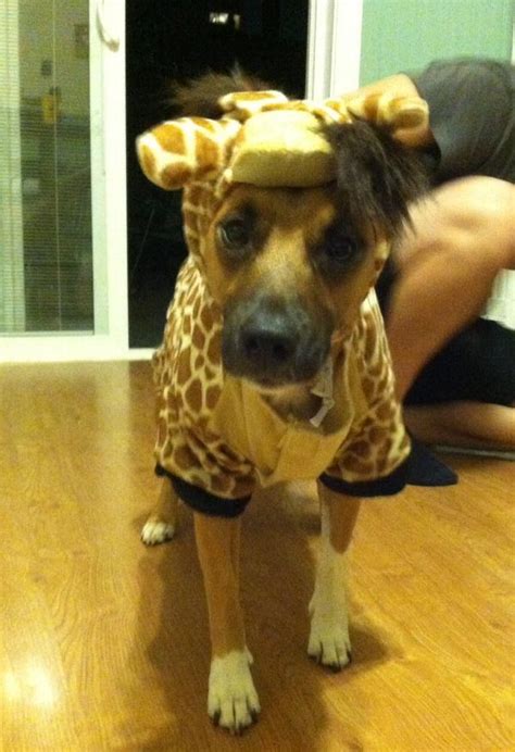 Giraffe Dog Costume | BaxterBoo