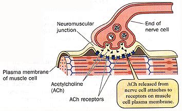 Muscle Contraction