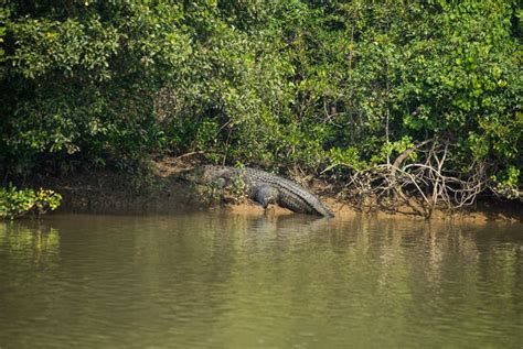 India's Largest Mangrove Forest In Odisha To Host 3-Day Bhitarkanika ...