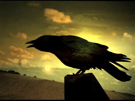 crow Fond d'écran HD | Arrière-Plan | 1920x1440 | ID:439811 - Wallpaper ...