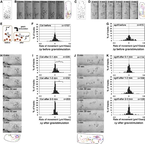 Amyloplast Dynamics before and after Gravistimulation of Endodermal Cells. | Download Scientific ...