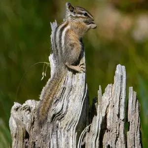 Least Chipmunk - Facts, Diet, Habitat & Pictures on Animalia.bio