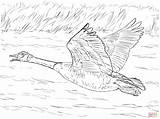 Canada Goose In Flight coloring Page  Free Printable Coloring Pages sketch template